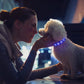 Rechargeable LED Dog Collar – USB-C Light-Up Pet Necklace Chronoscape